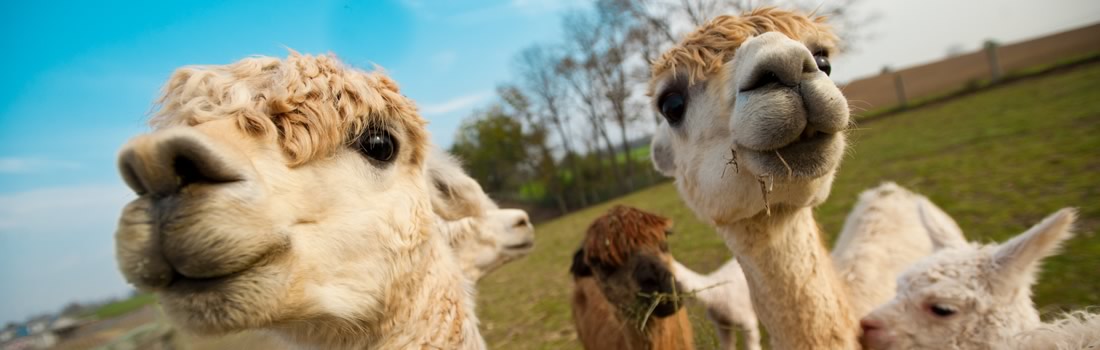 New Alpaca Farmers