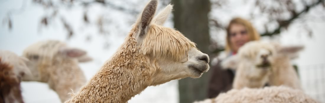 Alpaca Care