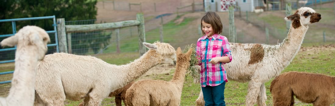 Alpacas - Our Herd