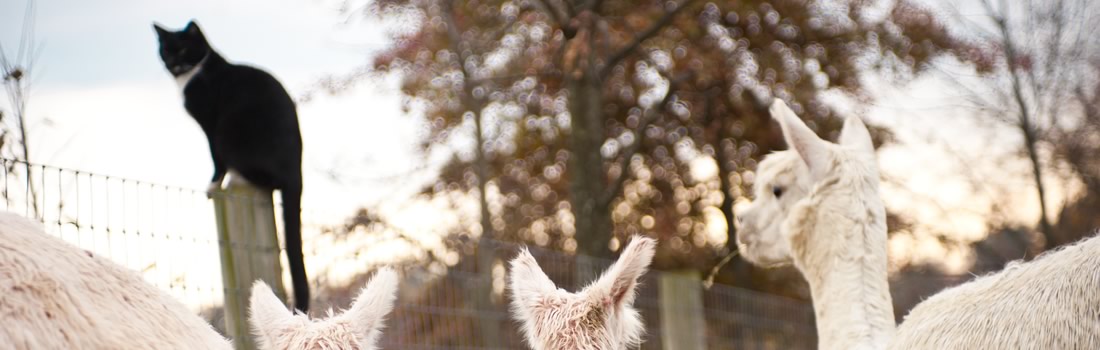 New Alpaca Farmers