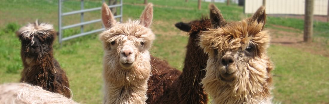 Alpaca tax and finance